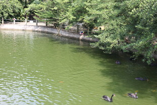 湖畔绿树间的悠闲水鸟