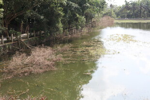 河边绿植环绕的水域景象