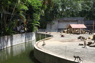 动物园猴区场景