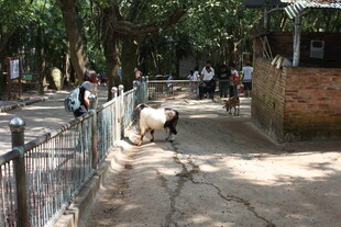 乡村小道上的悠闲羊群