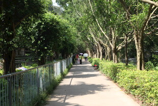 林荫小道静谧的漫步之路