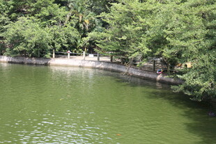 湖畔绿树环绕的宁静水域