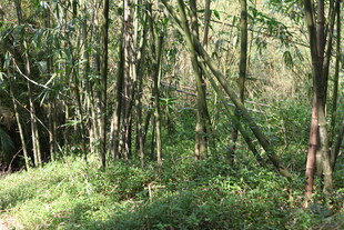 茂密树林中的自然景致