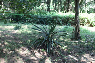 林间龙舌兰植物景观