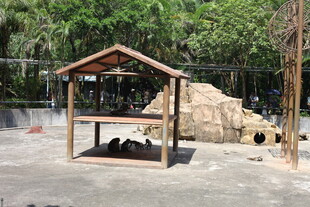 动物园熊猫馆内景