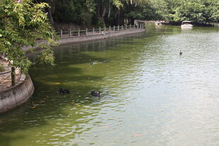 河畔绿荫下的宁静水域