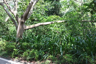 路边繁茂绿植与倾斜树干