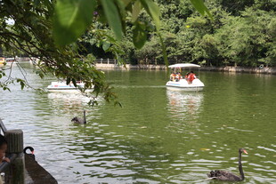 湖畔游船与天鹅嬉戏场景