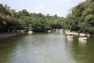 河畔绿树环绕的宁静水域