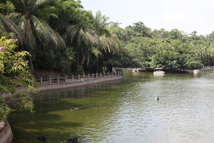 河畔绿树环绕的清幽水景