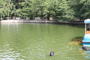 湖畔小船与水中动物