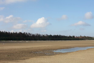 空旷河滩与蓝天绿树景观