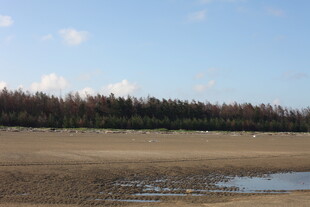 海边空旷滩涂与林木景观