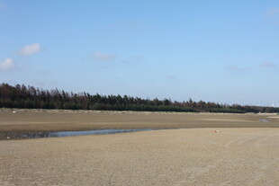 空旷沙滩与远处树木景观