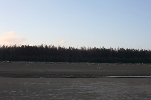 空旷原野与远处林木景观