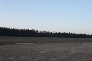 空旷原野与远处林木景观