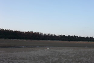 空旷原野与远方树林景观