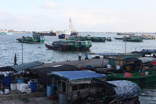 渔港码头的繁忙景象