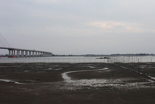 海滨湿地与远处跨海大桥
