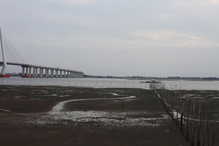 跨海大桥下的滩涂景观