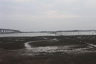 海滨湿地与远处桥梁景观