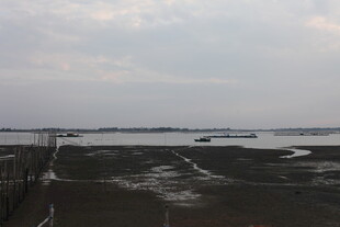 海边滩涂景象