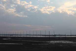 海边暮色中的林立桅杆