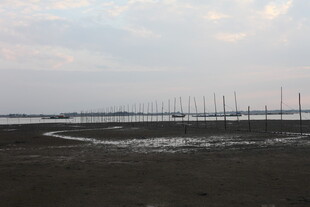 海边滩涂与林立的桩柱