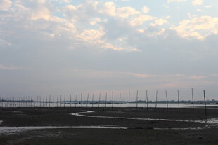 黄昏下的湿地与林立杆群