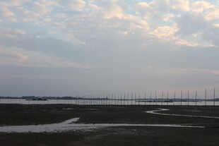 黄昏下的湿地与远处风车