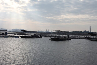 港口停泊的船只景象