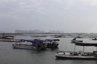 港口停泊的船只景象