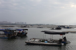 水上船只 宁静的水乡景象