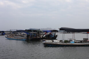 港湾中的停泊渔船景象