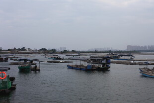 港湾中的停泊渔船