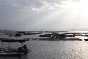 海上船只在晨光中停泊