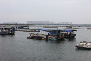 海港停泊的多艘船只