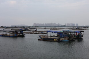 港口停泊的众多船只