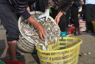 渔民集市现场分拣鲜鱼