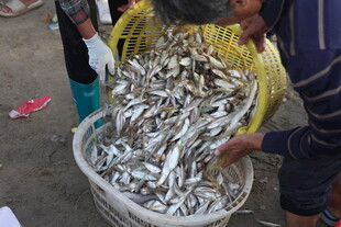 集市上售卖的新鲜小鱼