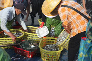 渔民集市交易鲜活海产品