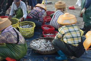 渔民码头忙碌分拣海鲜