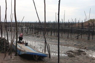 湛江生蚝养殖
