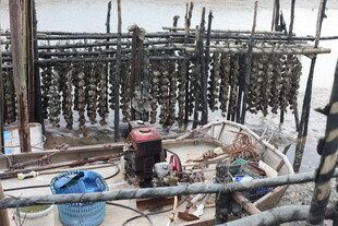 海上渔排劳作场景