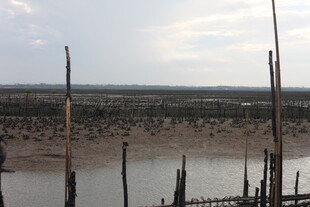 滩涂木桩景象