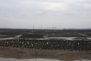 湿地景观中的整齐植物阵列