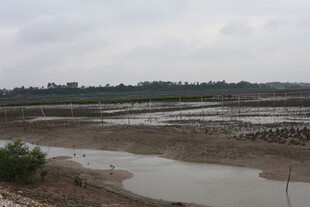 湿地景观 水域与滩涂景象