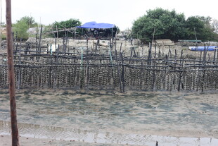 海边木桩搭建的养殖场景