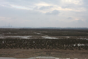 湿地景观 群鸟栖息之地