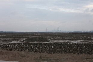 湿地景观中的鸟类栖息地